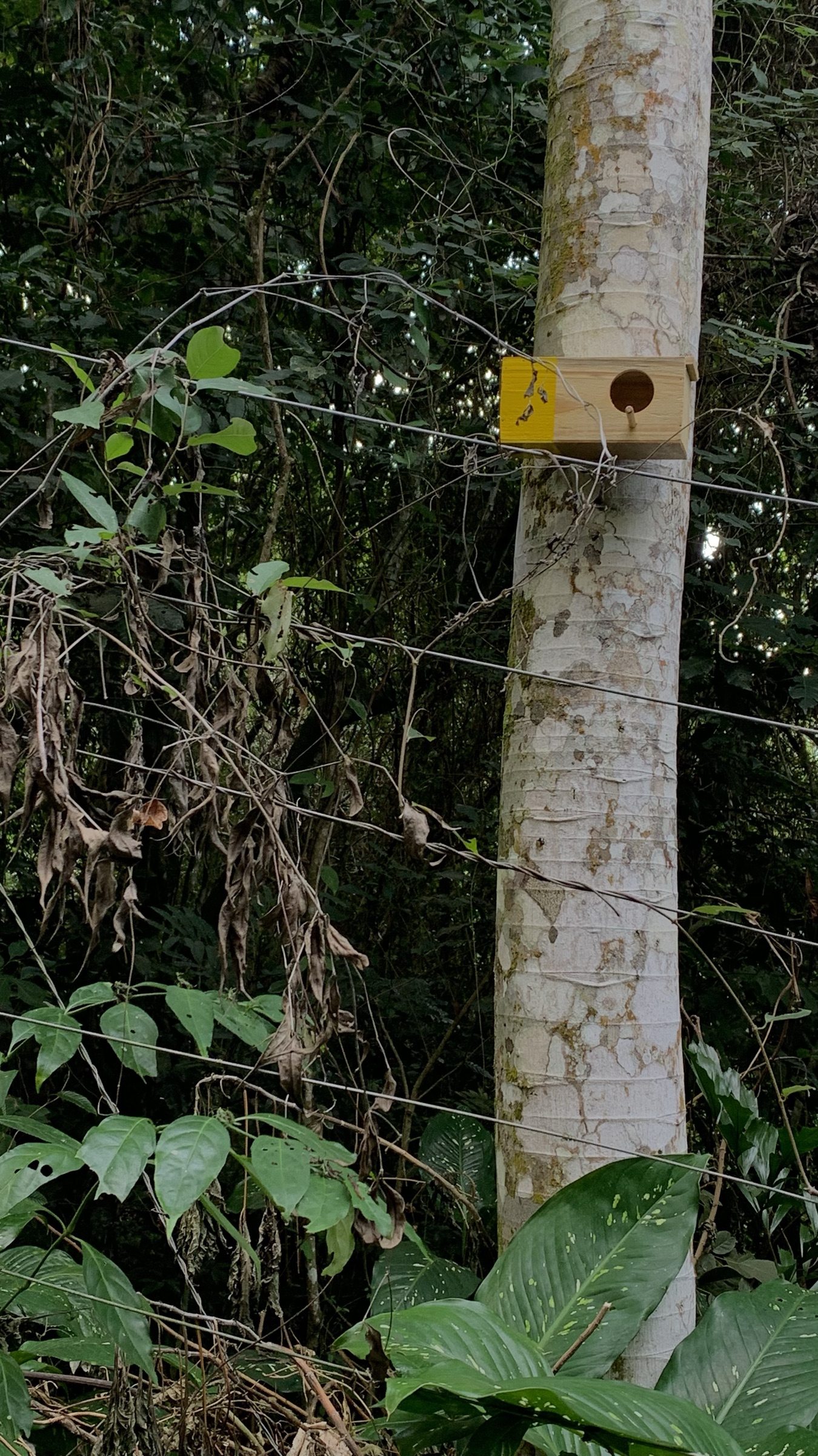 Caixa de madeira amarela presa a uma árvore na mata