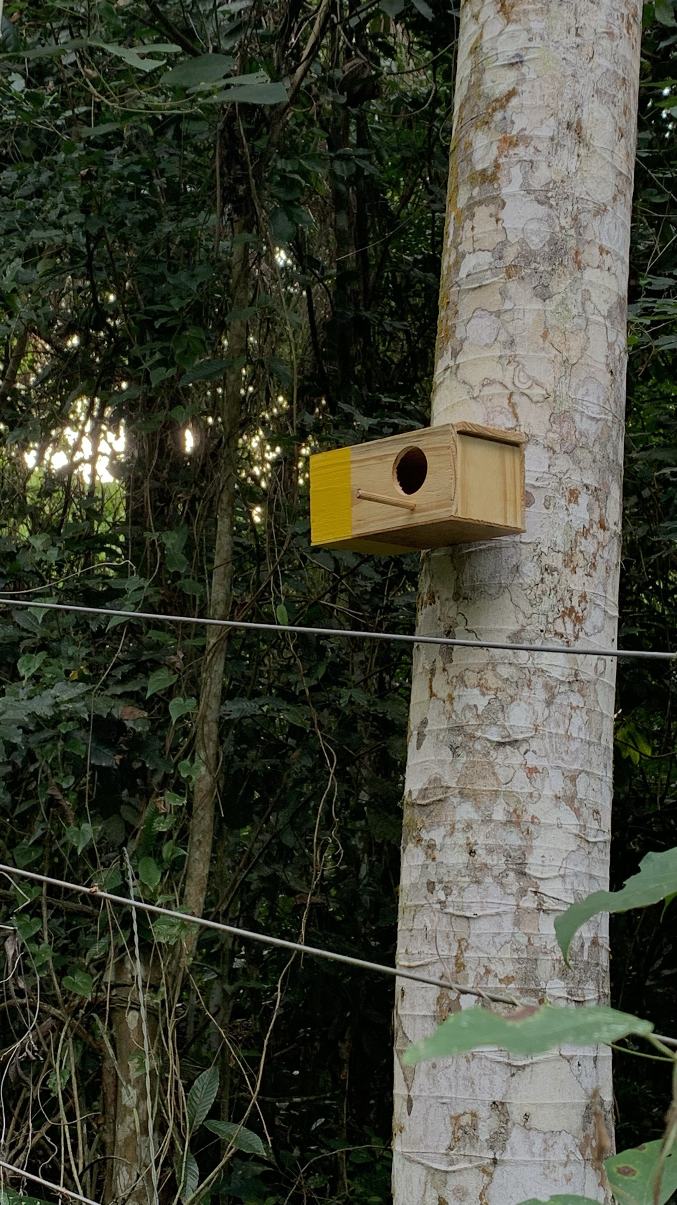 Caixa de madeira amarela com abertura redonda presa a um tronco