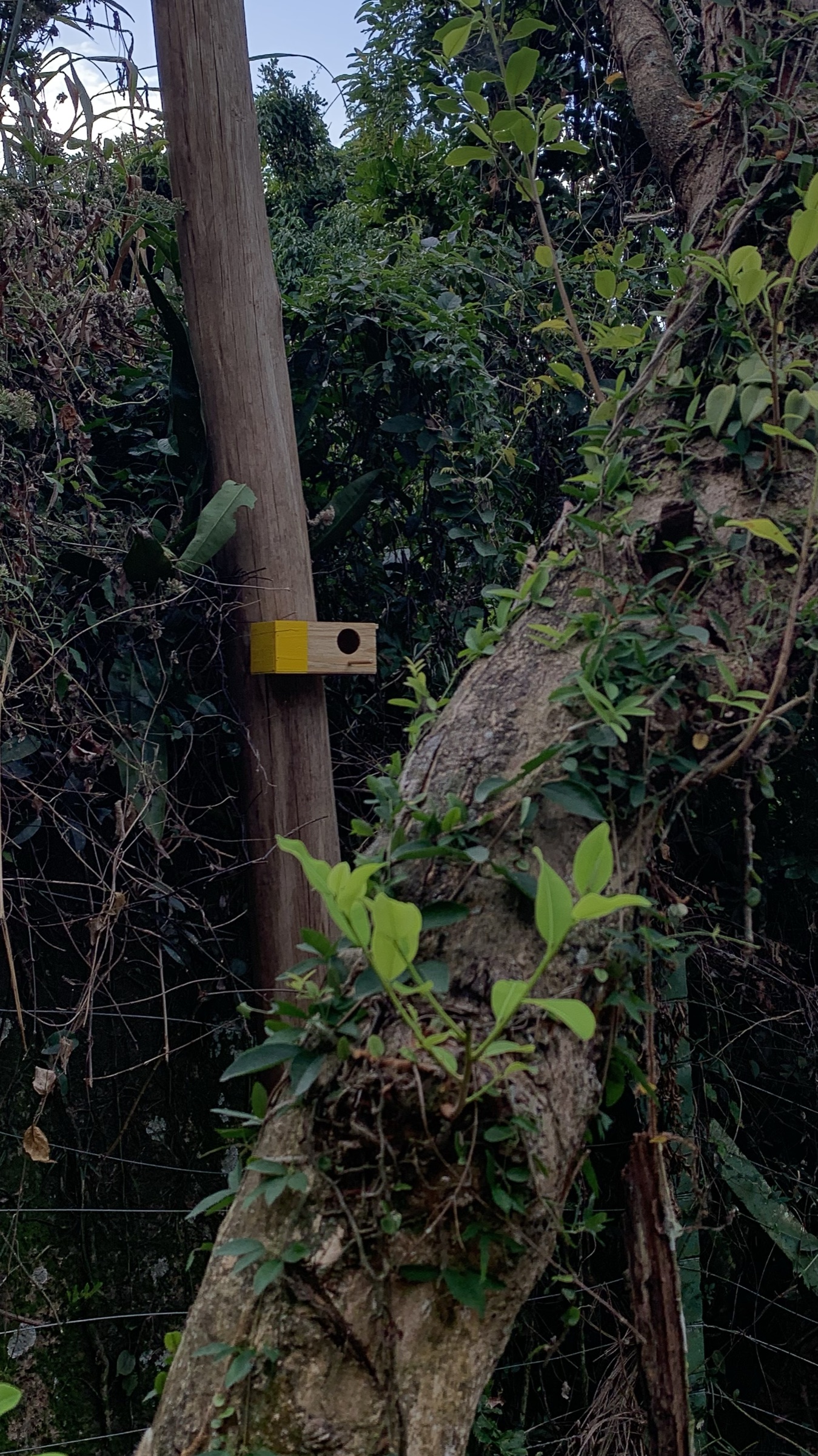 Pequena caixa amarela presa a um poste entre a vegetação
